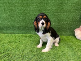 Cavalier King Charles Spaniel male Puppy for sale 004111497